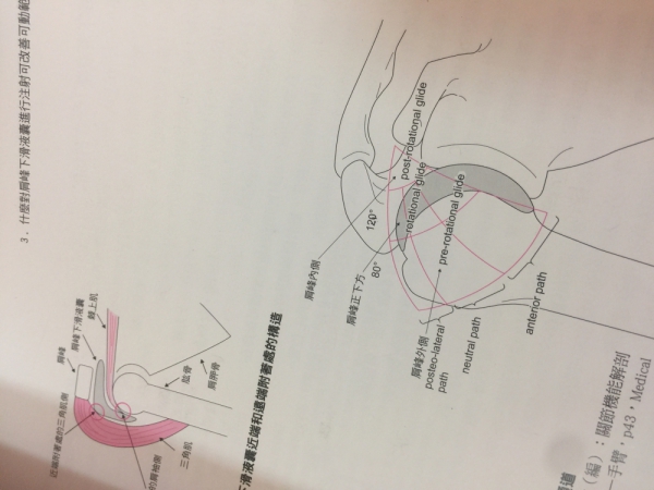 乳部與瑜珈的婚姻生活 肩峰伸展/肩疼痛症