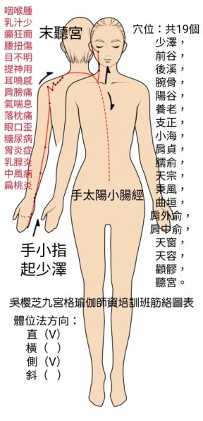 #手太陽小腸經與瑜伽體位法之相關聯：